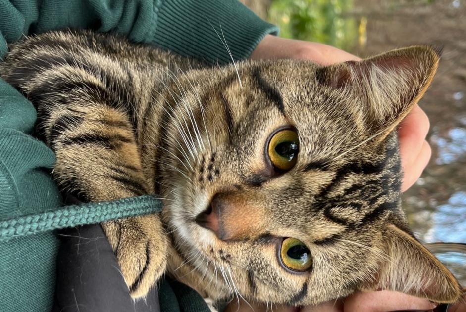 Disappearance alert Cat  Male , 1 years Renens Switzerland