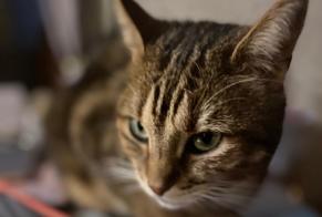 Disappearance alert Cat Male , 5 years Vallon-sur-Gée France