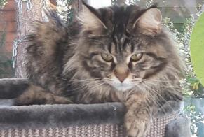 Disappearance alert Cat  Female , 3 years Villefontaine France
