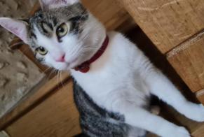 Disappearance alert Cat miscegenation Male , 1 years Breuil-Magné France
