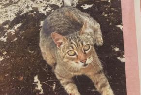Disappearance alert Cat miscegenation Female , 18 years Les Sables-d'Olonne France