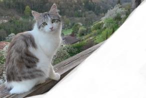Alerta de Desaparición Gato Macho , 3 años Orbe Suiza