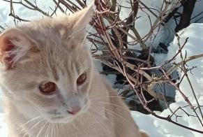 Alerta de Desaparición Gato Macho , 1 años Préverenges Suiza
