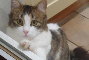 Alerta de Desaparición Gato Macho , 1 años Nancy Francia