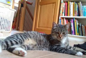 Alerta de Desaparición Gato Macho , 3 años Sepmes Francia