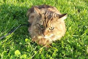 Alerta de Desaparición Gato  Hembra , 5 años Genève Suiza