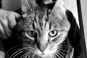 Alerta de Desaparición Gato Macho , 8 años Crac'h Francia