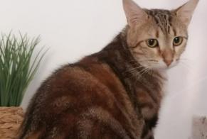 Alerta de Desaparición Gato  Hembra , 3 años Limoges Francia