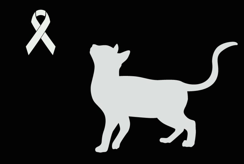 Chat Trouve Villars Sainte Croix Pet Alert Vaud Vd Petalert Suisse