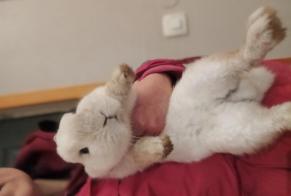 Avviso Ritrovamento Coniglio Non conosciuta Varennes-Changy Francia
