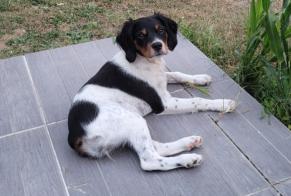 Avviso scomparsa Cane  Femmina , 1 anni Boisné-la-Tude Francia