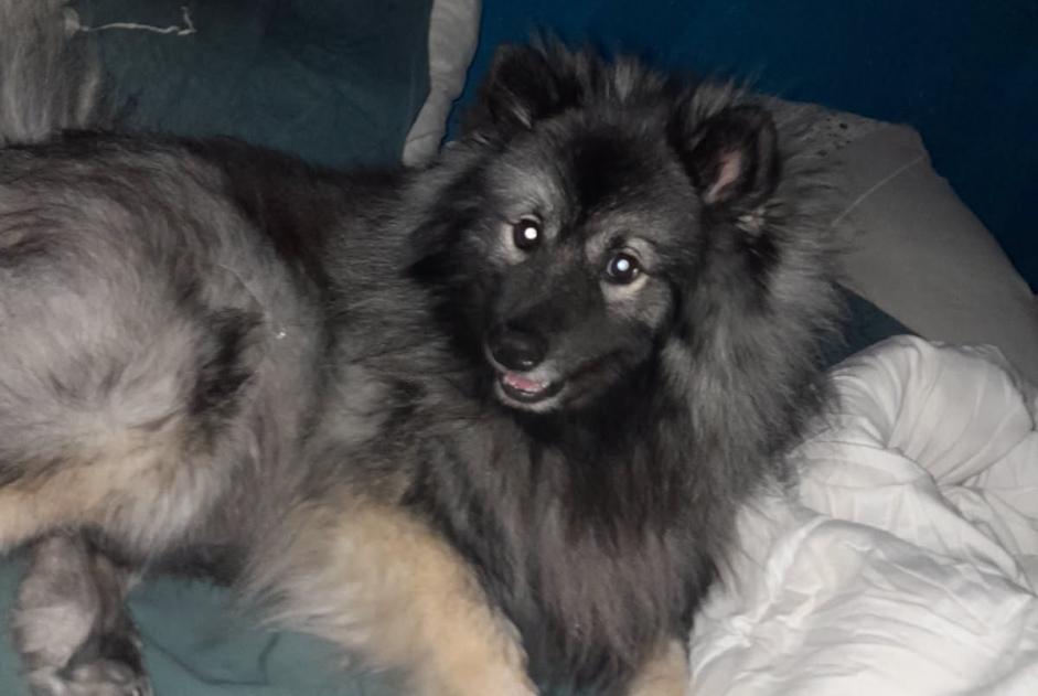 Avviso scomparsa Cane  Femmina , 3 anni Miramas Francia