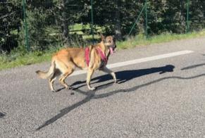 Fundmeldung Hond  Weiblech Saumane-de-Vaucluse France