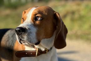Vermësstemeldung Hond  Weiblech , 4 joer Rochefort-en-Yvelines France