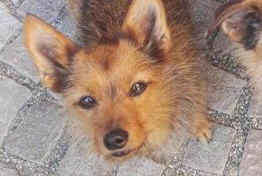 Verdwijningsalarm Hond rassenvermenging Vrouwtje , 17 jaar Kunheim Frankrijk
