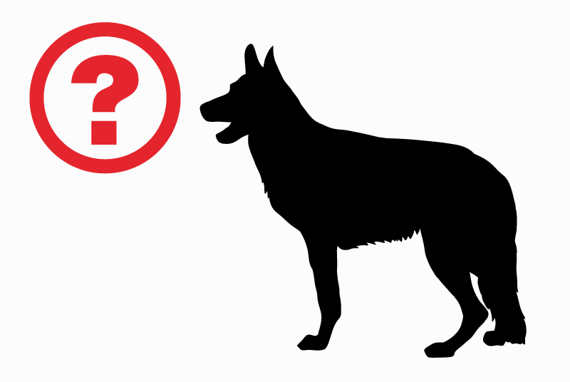 Verdwijningsalarm Hond  Mannetje , 6 jaar Bièvre België