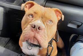 Verdwijningsalarm Hond rassenvermenging Mannetje , 3 jaar Marchin België