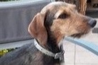 Verdwijningsalarm Hond rassenvermenging Vrouwtje , 6 jaar Stotzheim Frankrijk