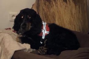 Verdwijningsalarm Hond  Mannetje , 2 jaar Colfontaine België