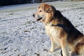 Verdwijningsalarm Hond rassenvermenging Vrouwtje , 7 jaar Le Prévoux Zwitserland