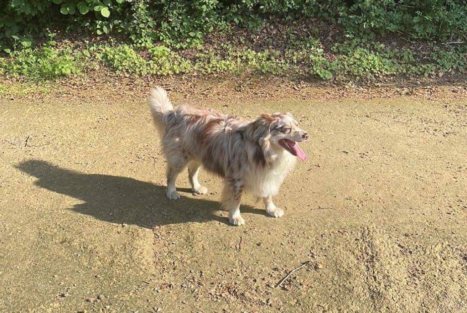 Verdwijningsalarm Hond  Mannetje , 4 jaar Peniche Portugal
