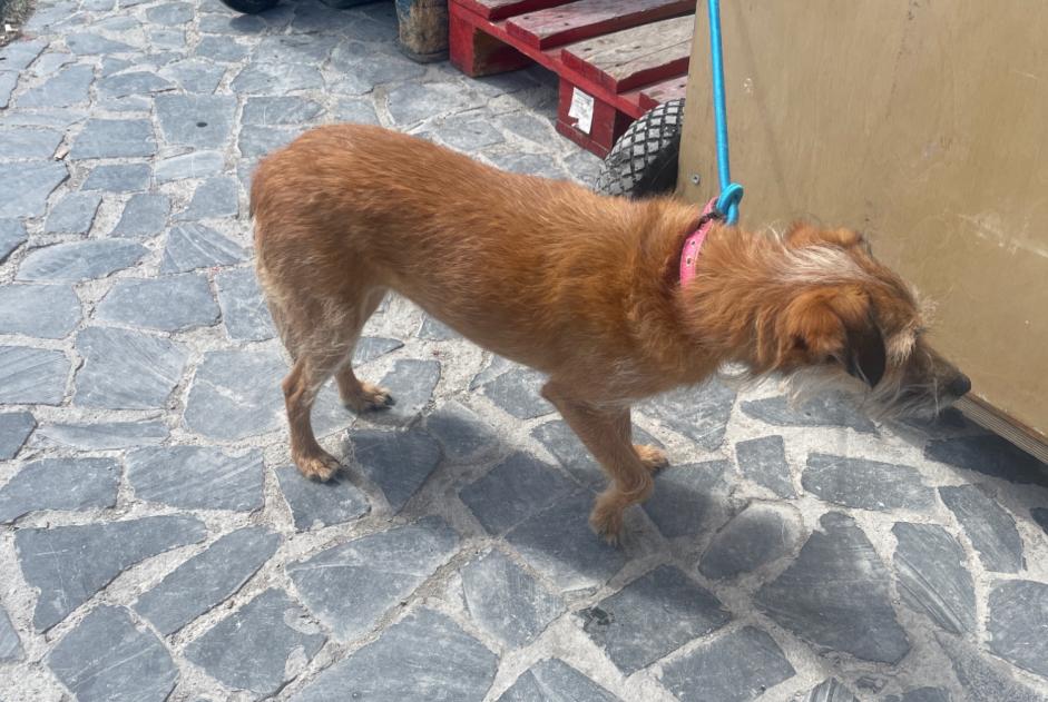 Ontdekkingsalarm Hond rassenvermenging Vrouwtje Lisboa Portugal