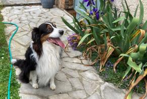 Ontdekkingsalarm Hond  Onbekend Saint-Prest Frankrijk