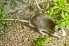 Alerta descoberta Outro Rat Desconhecido Sotteville-lès-Rouen France