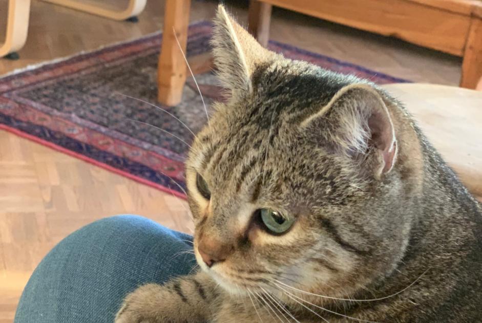 Alerta desaparecimento Gato Fêmea , 9 anos Aix-en-Provence France