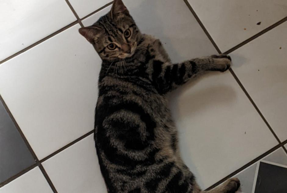 Alerta desaparecimento Gato  Fêmea , 1 anos Nantes France